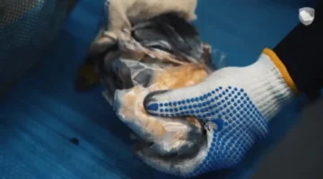 ميناء جدة الإسلامي.. إحباط تهريب 4.7 مليون حبة مخدرة والقبض على مستقبلها بالمنطقة